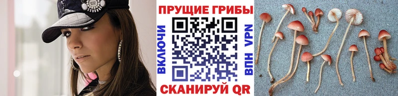 Галлюциногенные грибы Psilocybine cubensis  где купить   Кинешма 